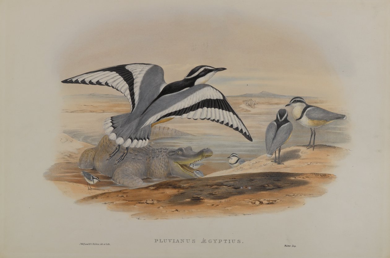 Pluvius den egypter af John Gould