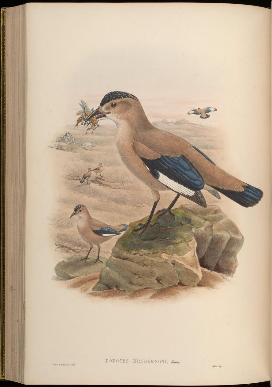 Podoces hendersoni af John Gould