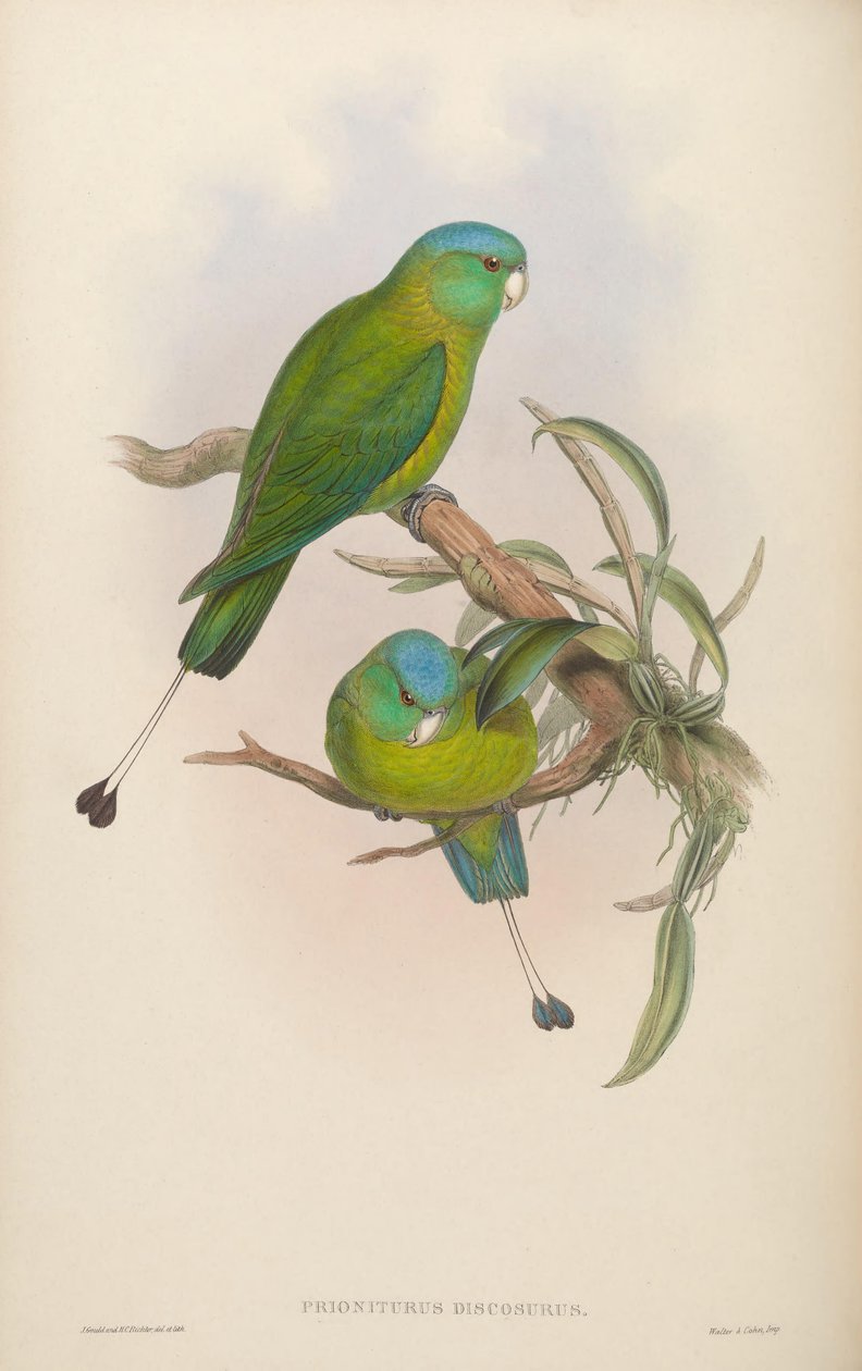 Prioniurus discurus af John Gould
