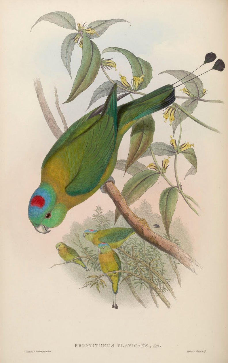 Prioniurus flavicans af John Gould