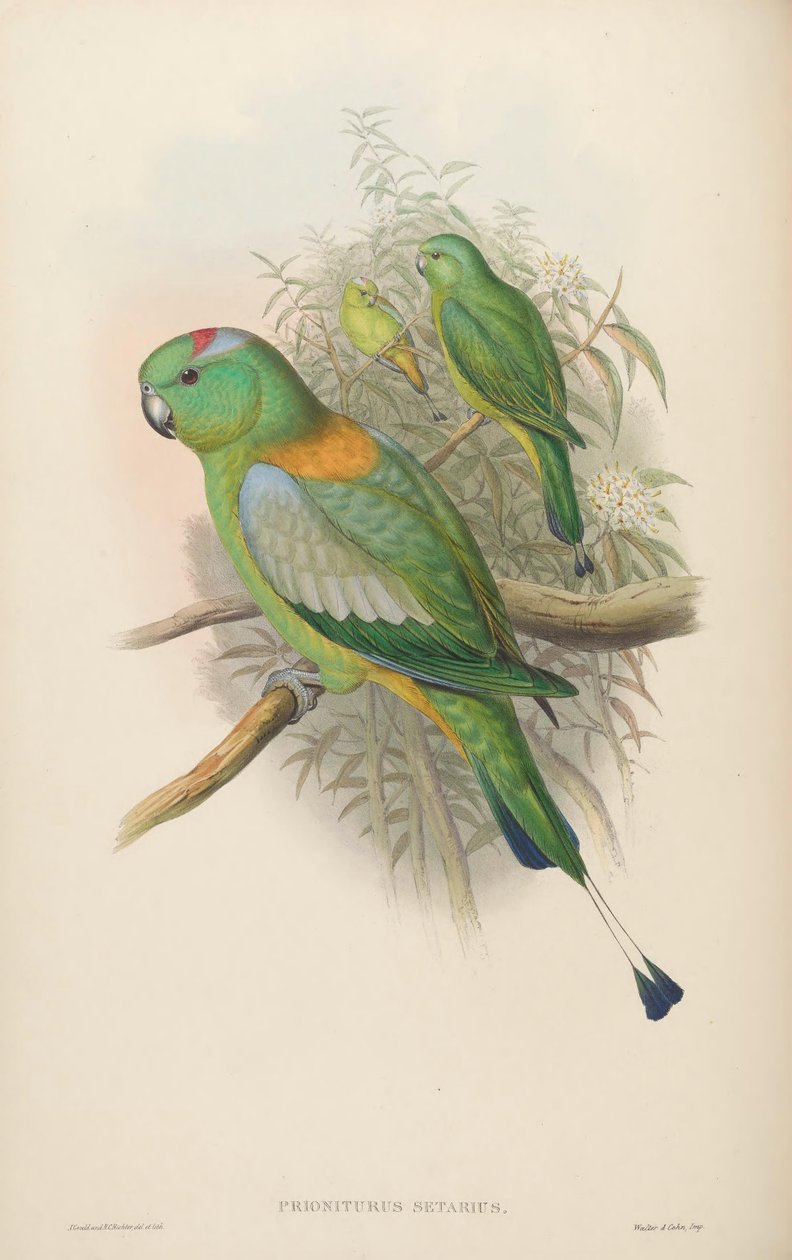 Prioniurus setarius = Prioniturus platus af John Gould