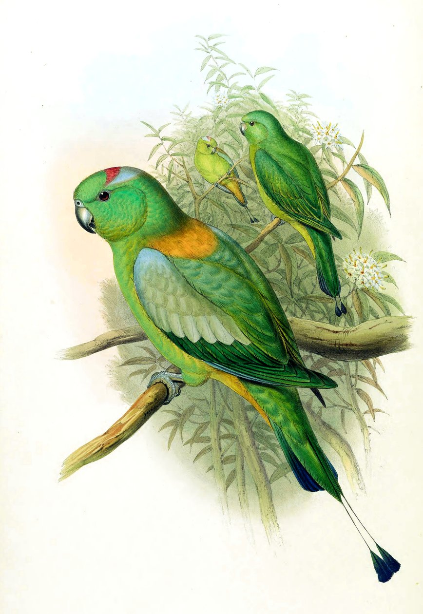 Prioniurus setarius = Prioniturus platus af John Gould