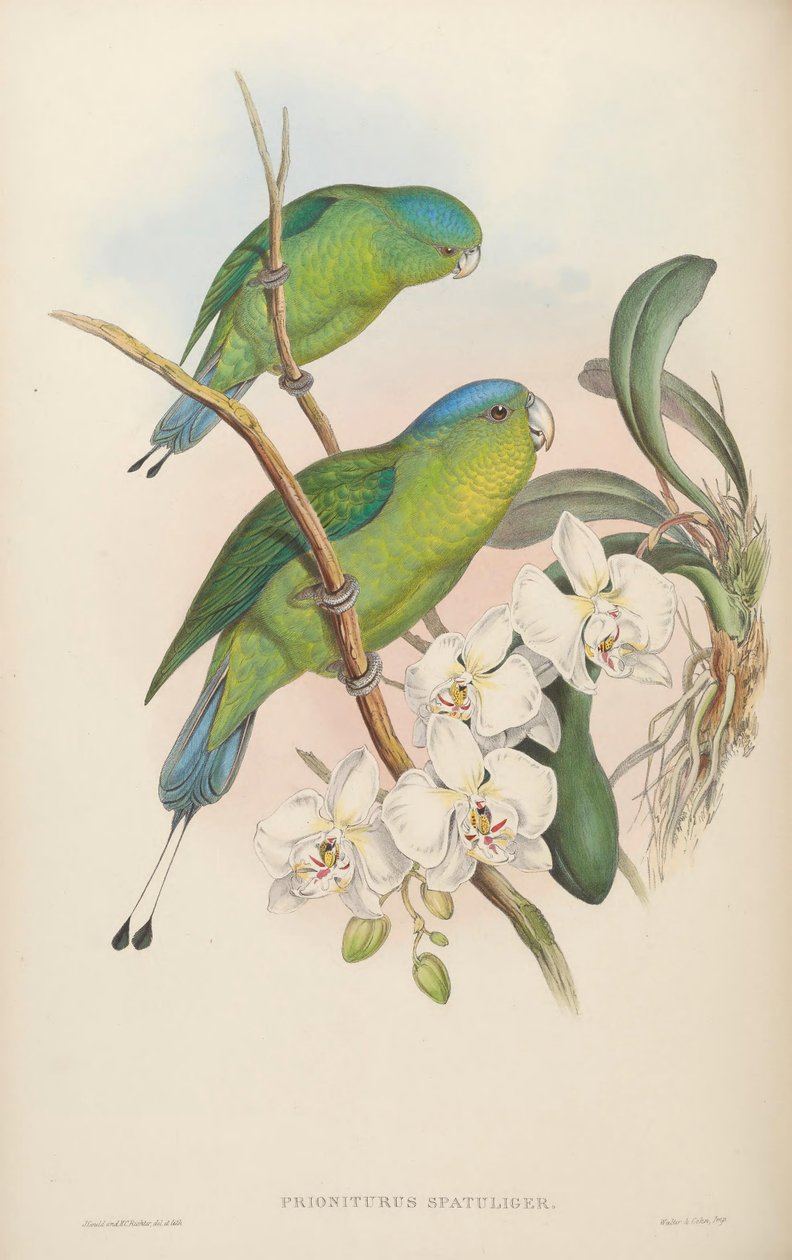 Prioniurus spatuliger = Prioniurus discurus af John Gould