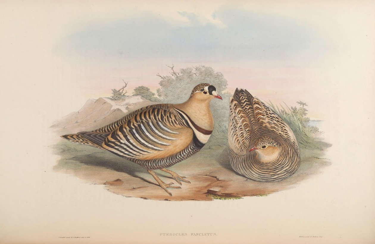 Pterocles fasciatus = Pterocles indicus af John Gould