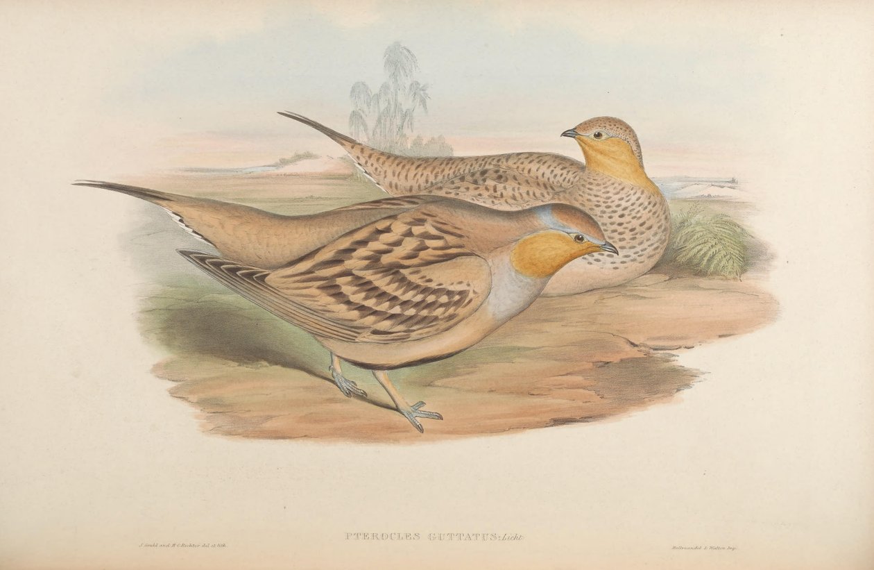 Pterocles guttatus = Pterocles senegallus af John Gould