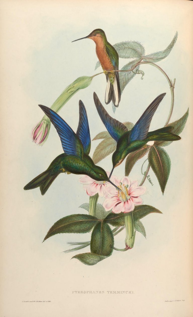 Pterophanes temmincki = Pterophanes cyanopterus af John Gould
