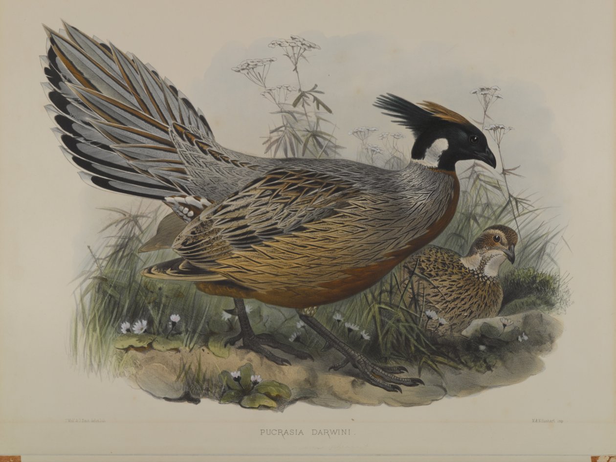 Pucrasia Darwin af John Gould