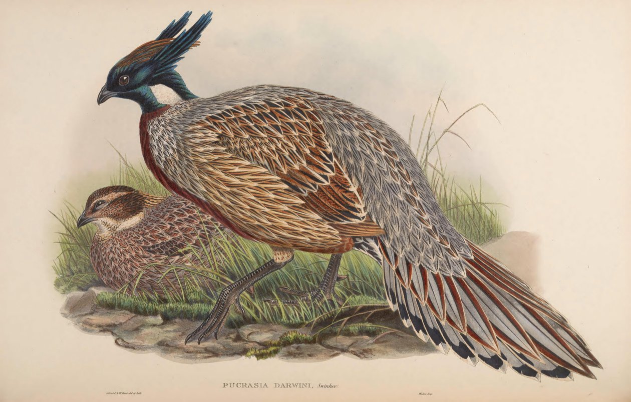Pucrasia darwini = Pucrasia macrolopha darwini af John Gould