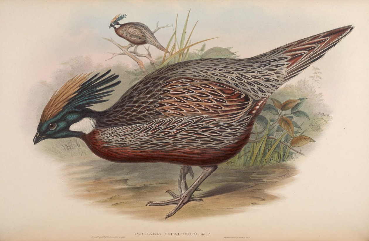 Pucrasia nipalensis = Pucrasia macrolopha nipalensis af John Gould