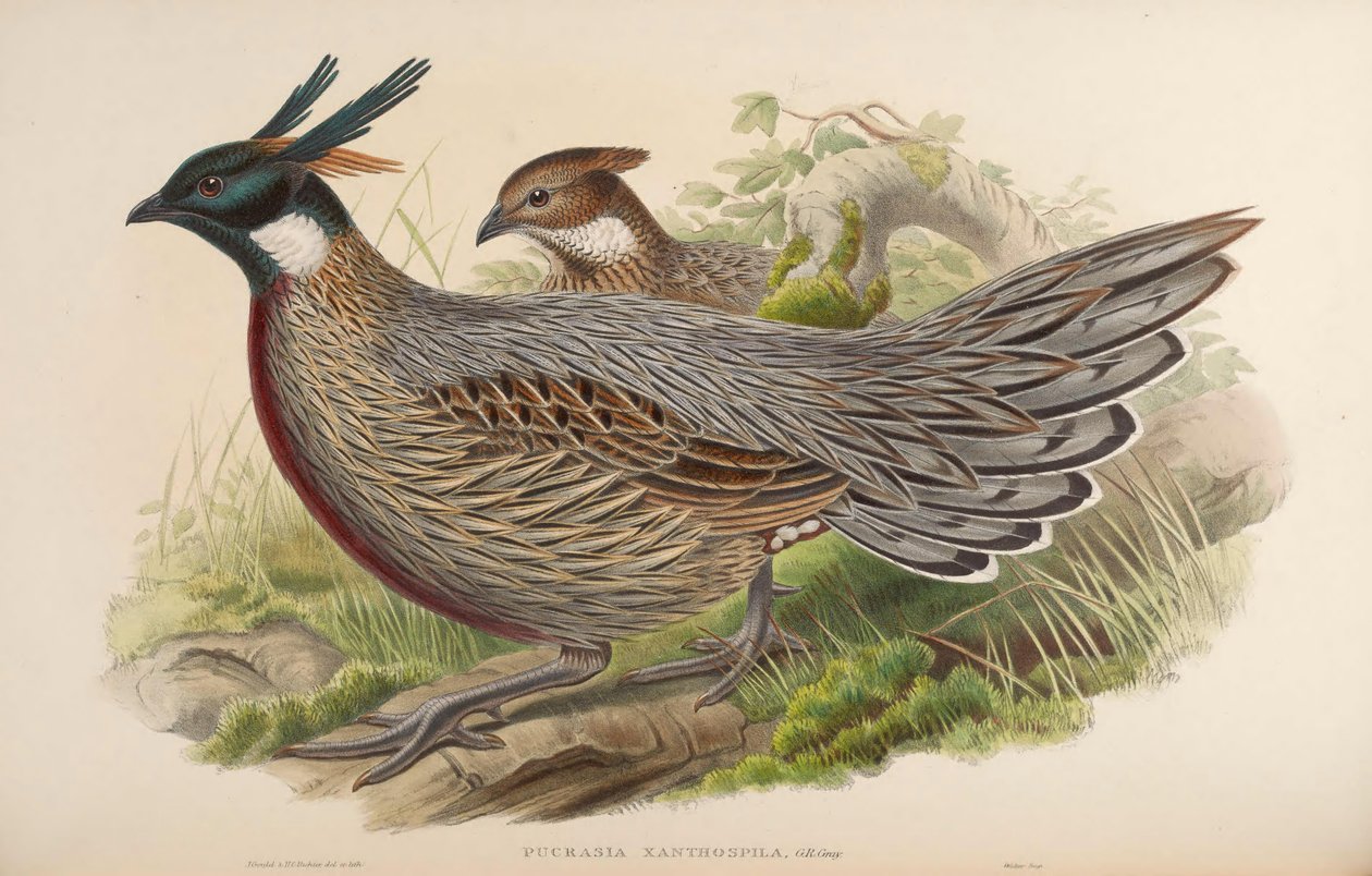 Pucrasia xanthospila = Pucrasia macrolopha xanthospila af John Gould