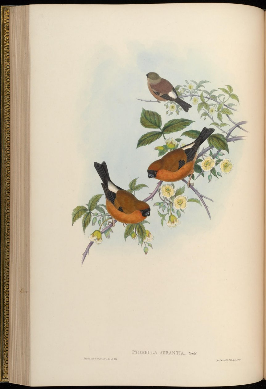 Pyrrhula aurantia = Pyrrhula aurantiaca af John Gould