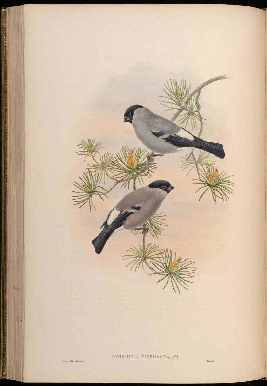 Pyrrhula cineracea = Pyrrhula pyrrhula cineracea af John Gould