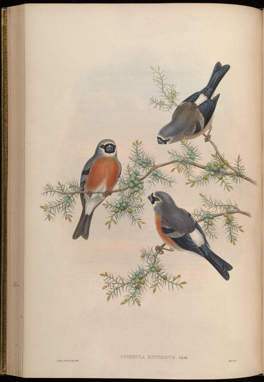 Pyrrhula erithacus af John Gould