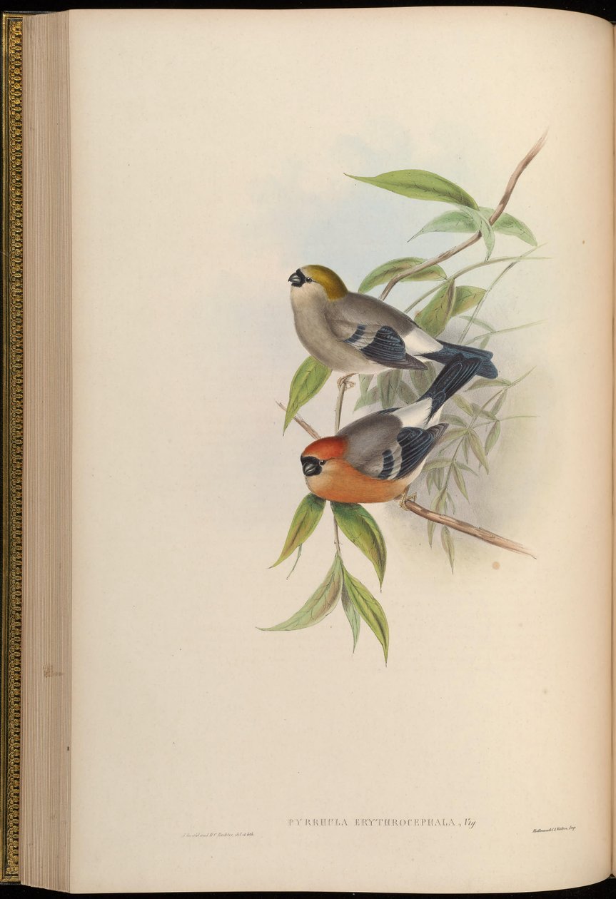 Pyrrhula erythrocephala af John Gould