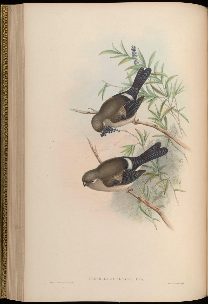 Pyrrhula nipalensis af John Gould