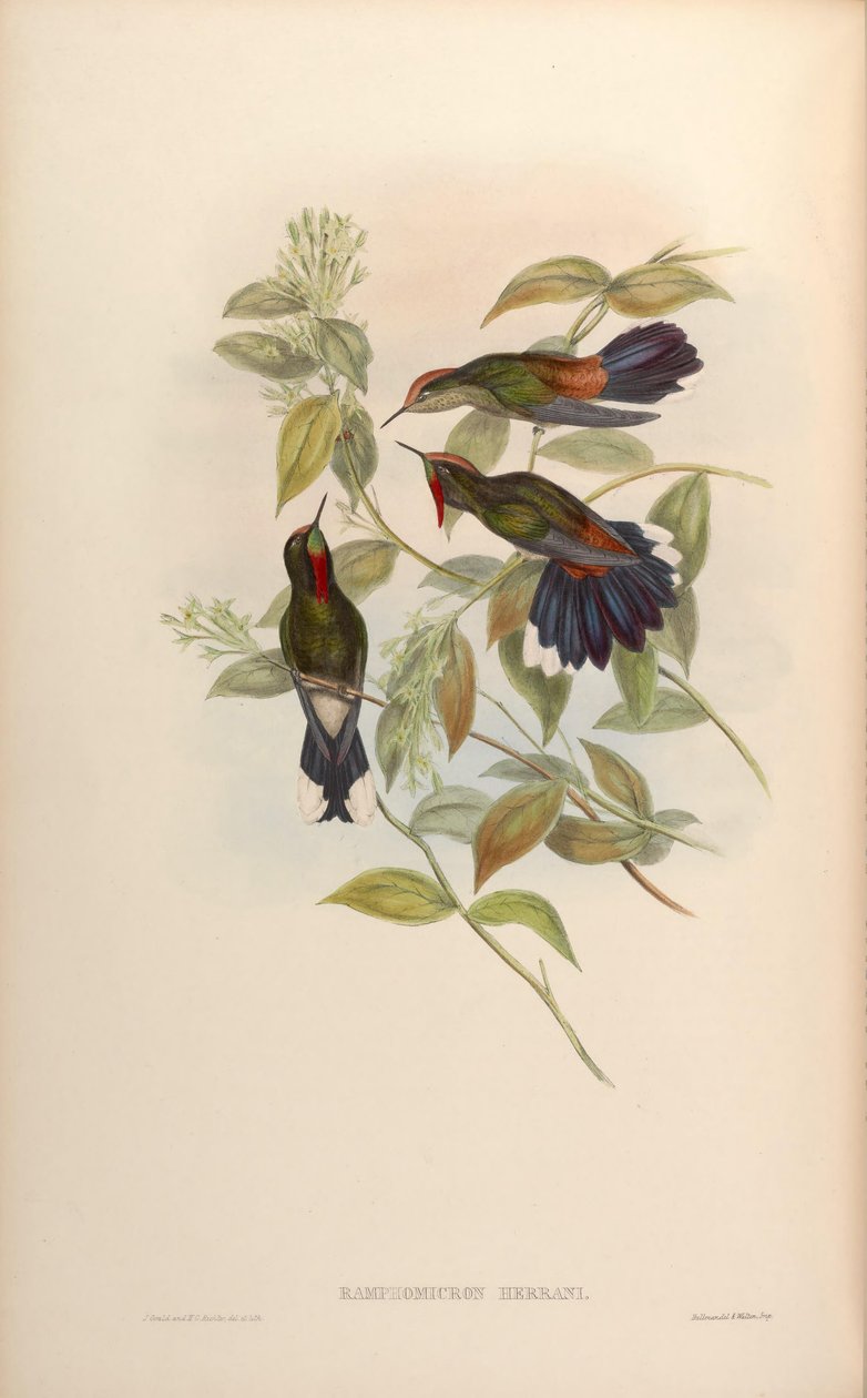 Ramphomicron herrani = Chalcostigma herrani af John Gould