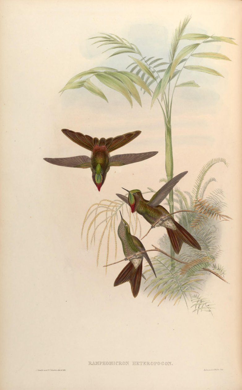 Ramphomicron heteropogon = Chalcostigma heteropogon af John Gould