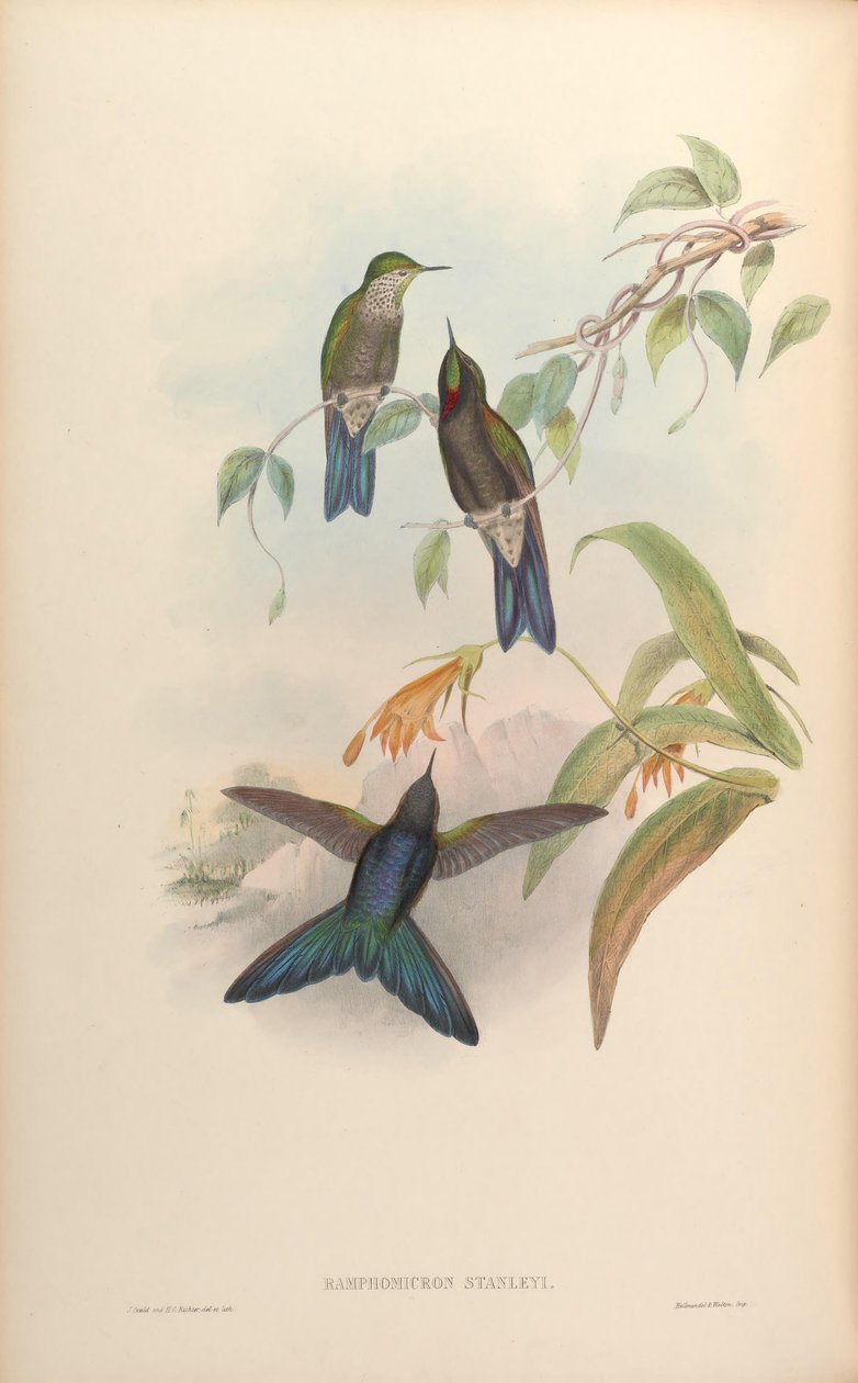 Ramphomicron stanleyi = Chalcostigma stanleyi af John Gould
