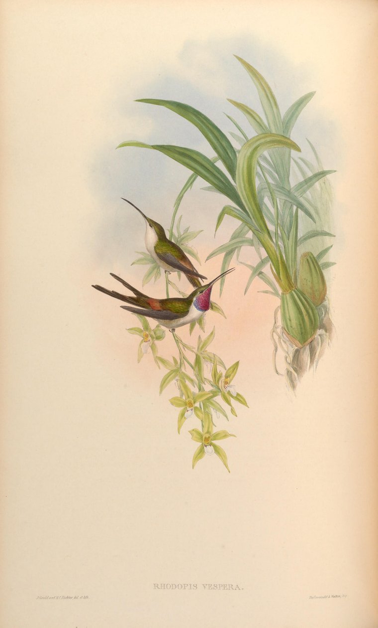 Rhodopis vesper af John Gould