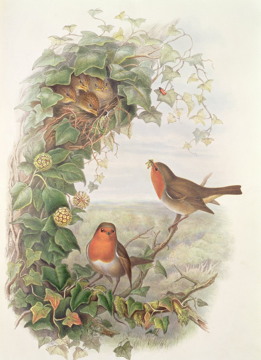 Robin, 1873 (wc, blyant på papir) af John Gould