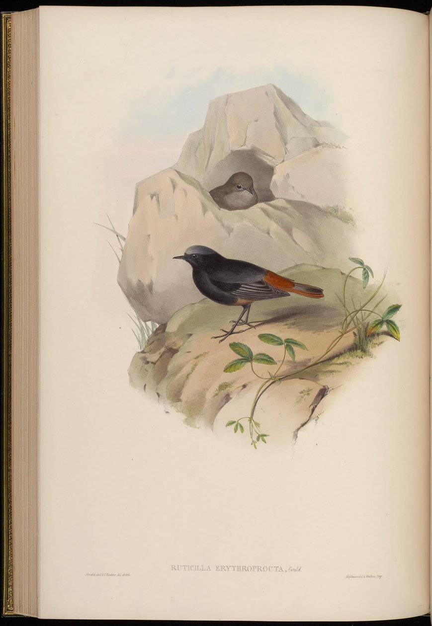 Ruticilla erythroprocta = Phoenicurus ochruros af John Gould