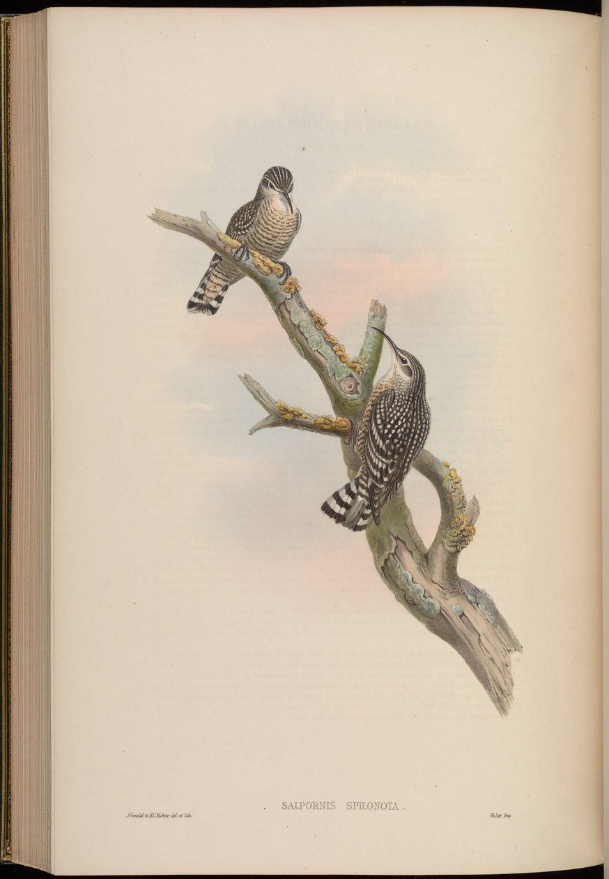 Salpornis spilonotus af John Gould