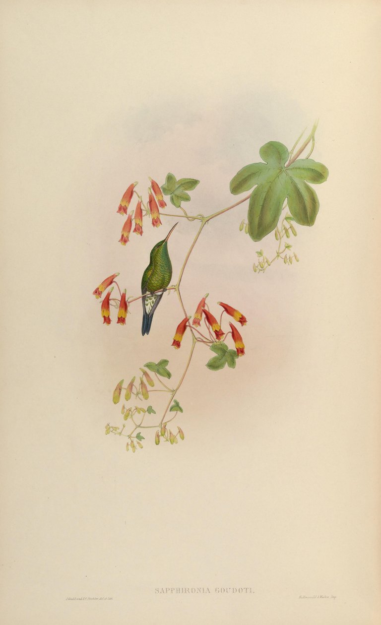 Sapphironia goudoti = Lepidopyga goudoti af John Gould