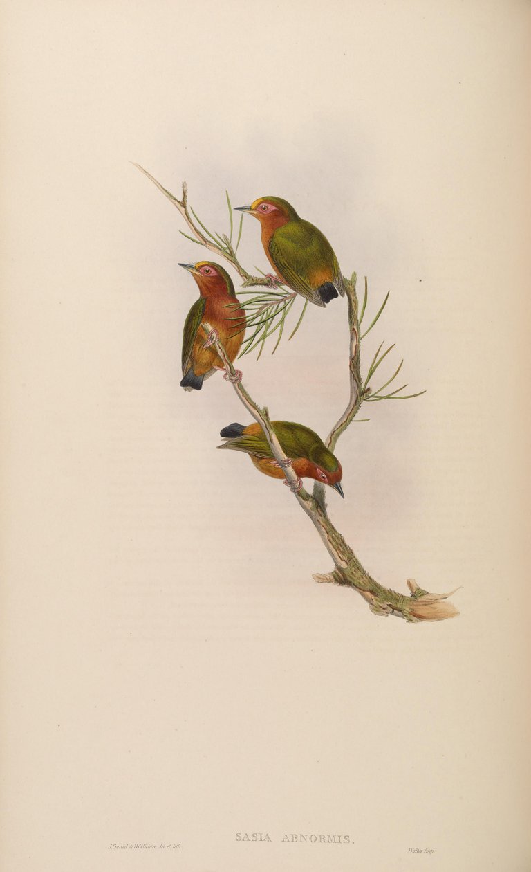 Sasia abnormis af John Gould