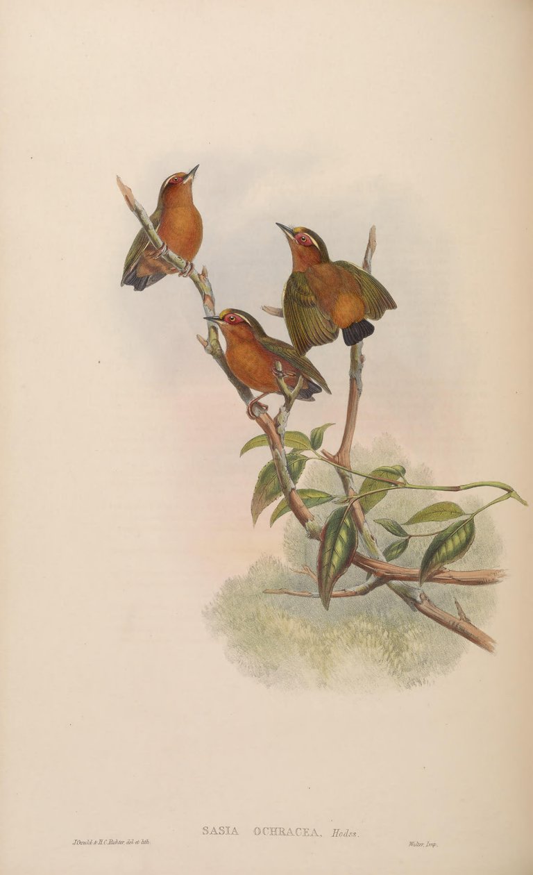 Sasia ochracea af John Gould