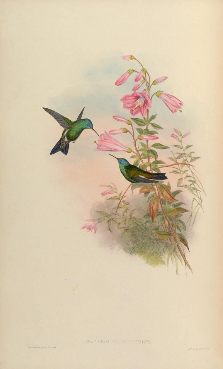 Saucerottia cyanifrons = Amazilia cyanifrons af John Gould