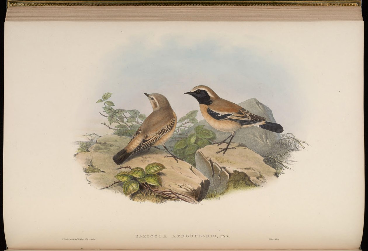 Saxicola atrogularis = Oenanthe deserti af John Gould
