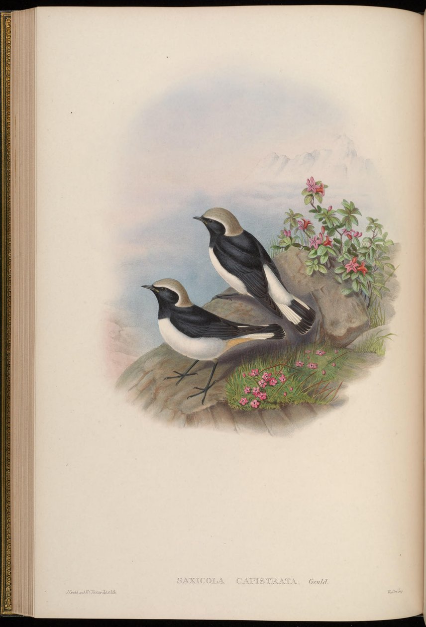 Saxicola capistrata = Oenanthe picata capistrata af John Gould