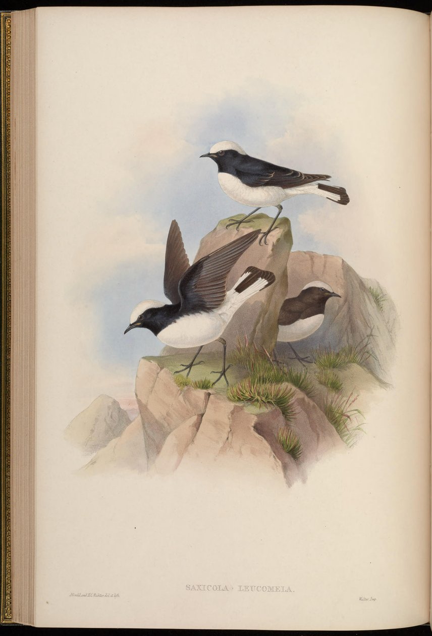 Saxicola leucomela = Oenanthe pleschanka af John Gould
