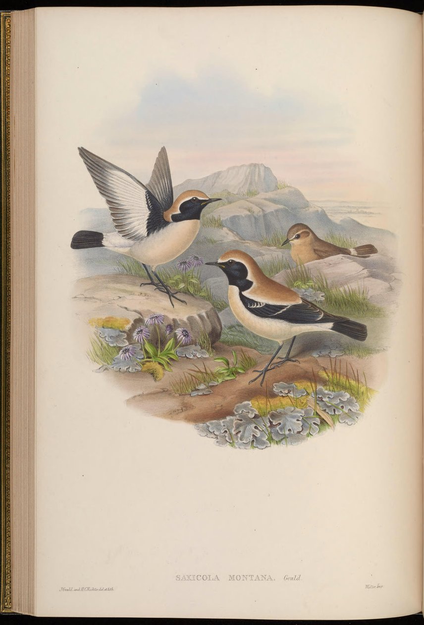Saxicola montana = Oenanthe deserti af John Gould
