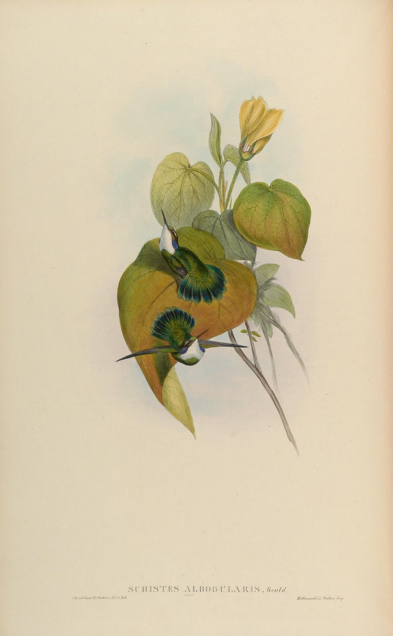 Schistes albogularis = Schistes geoffroyi albogularis af John Gould