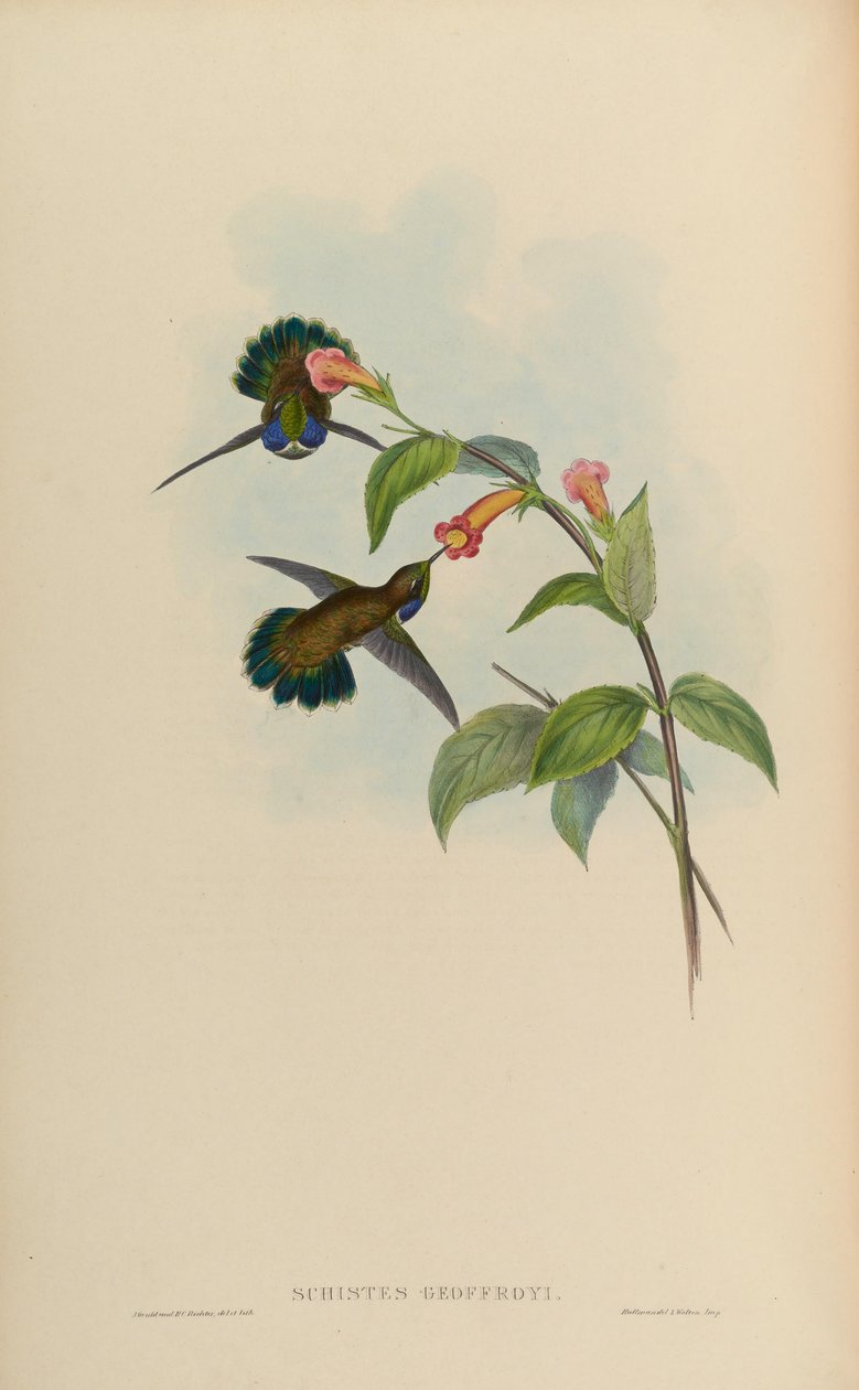 Schistes geoffroyi af John Gould