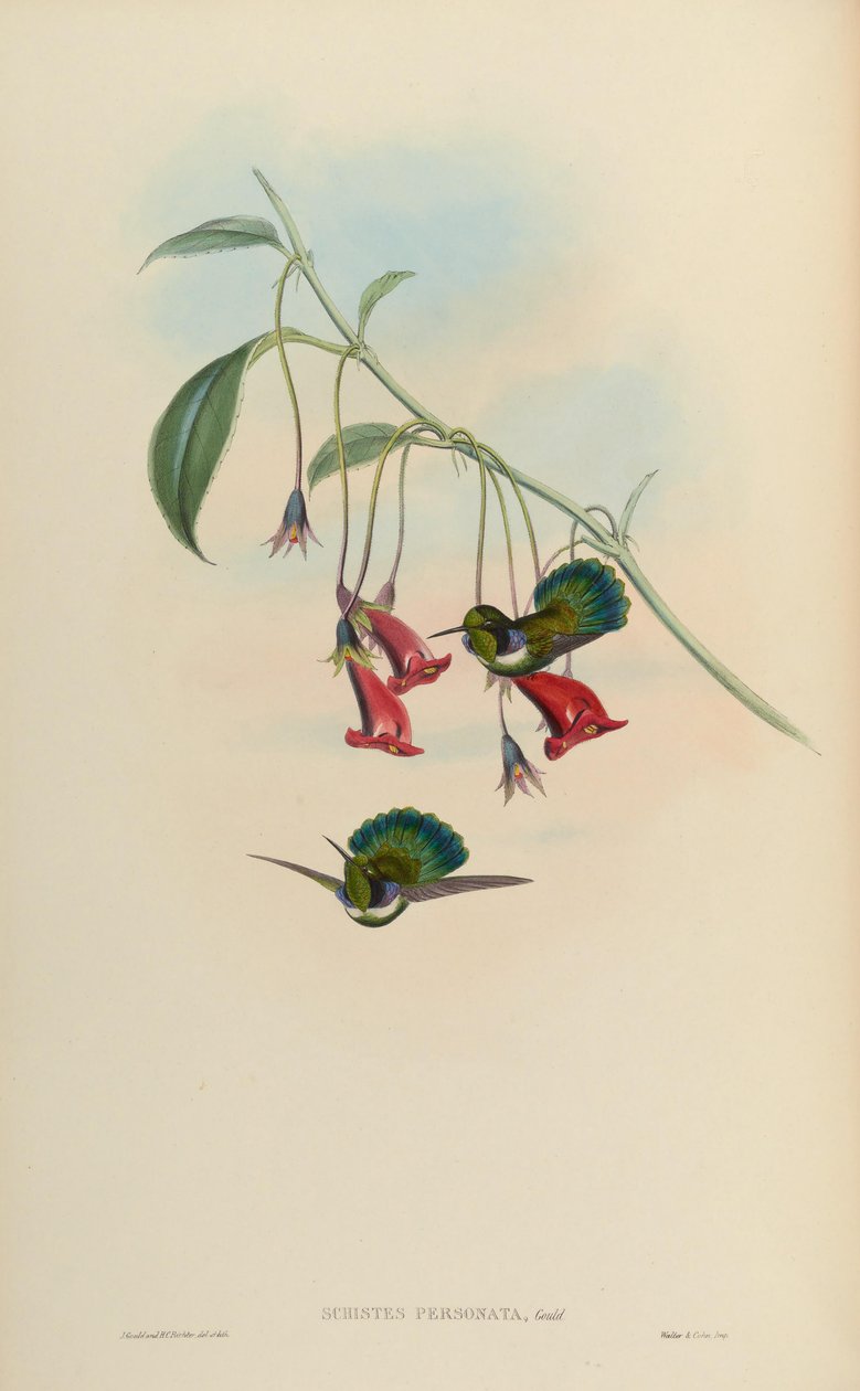Schistes personata = Skifer geoffroyi albogularis af John Gould