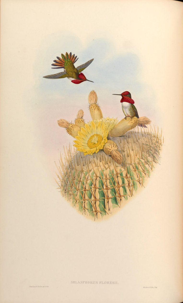 Selasphorus floresii = Selasphorus sasin x Selasphorus anna af John Gould