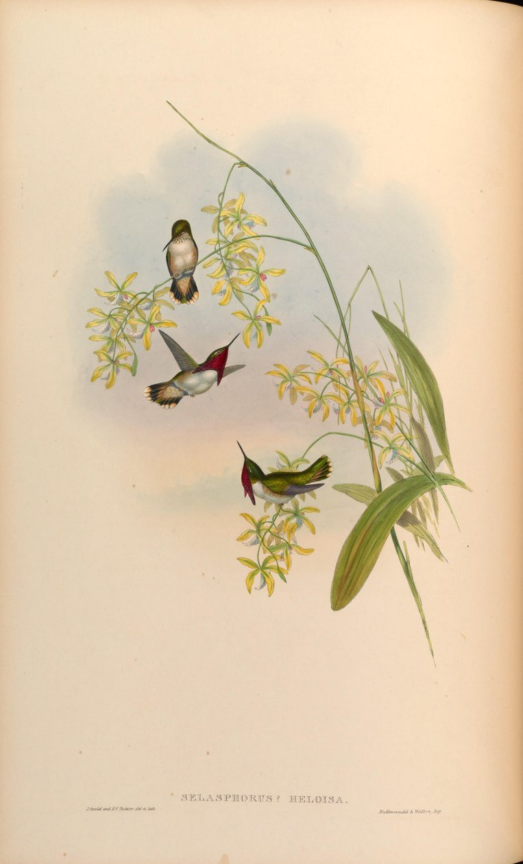 Selasphorus heloisa = Atthis heloisae af John Gould