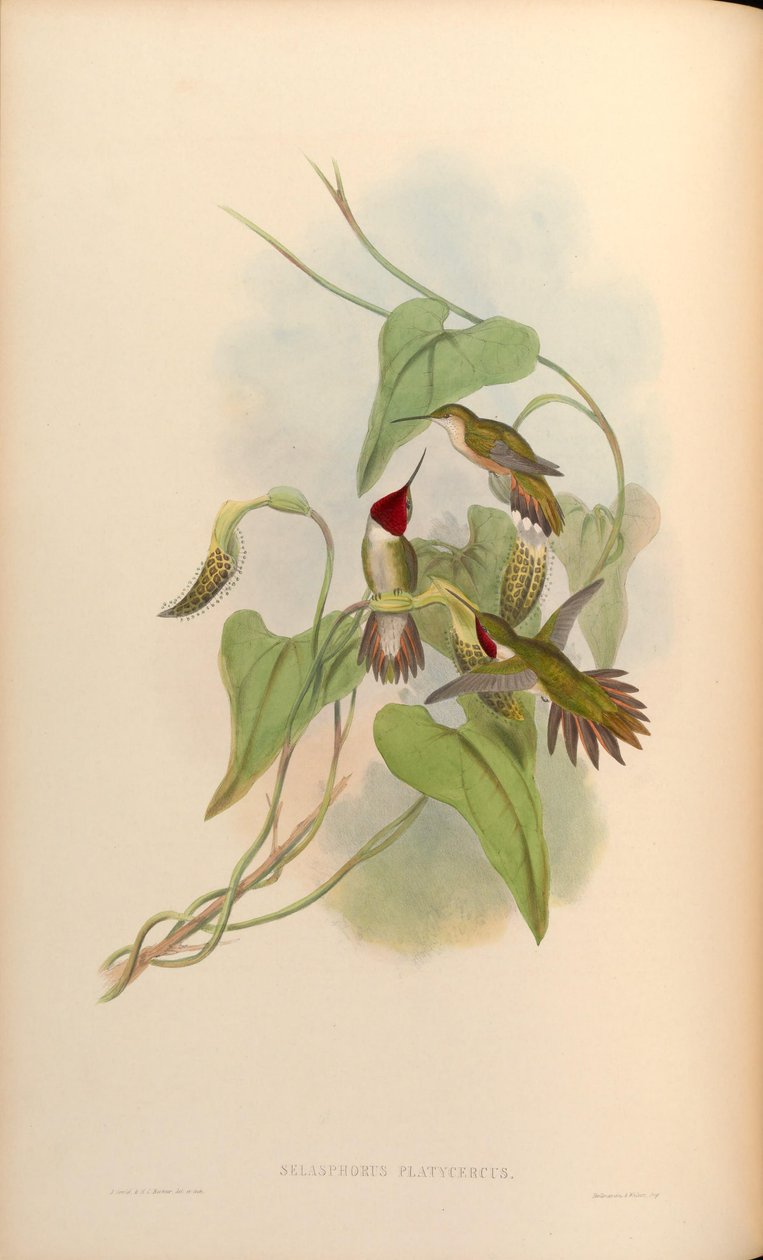 Selasphorus platycercus af John Gould