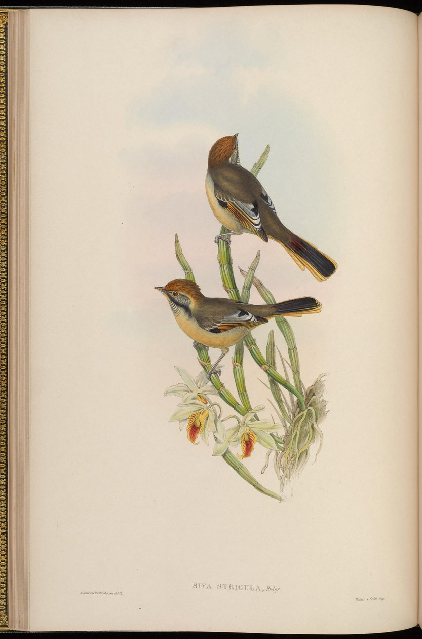 Grå haircut = Minla haircut af John Gould