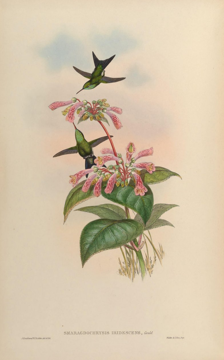 Smaragdochrysis iridescens = Chlorostilbon aureoventris X Calliphlox amethystina af John Gould