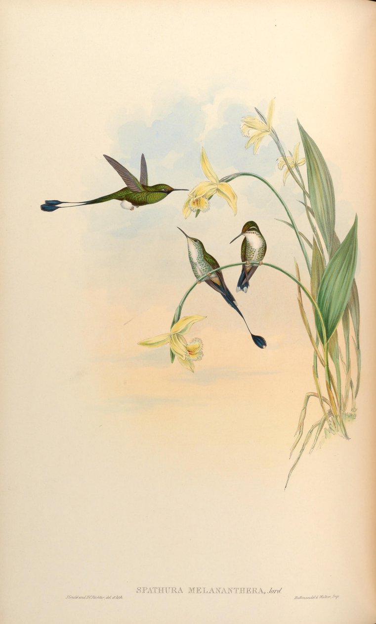 Spathura melananthera = Ocreatus underwoodii melantherus af John Gould