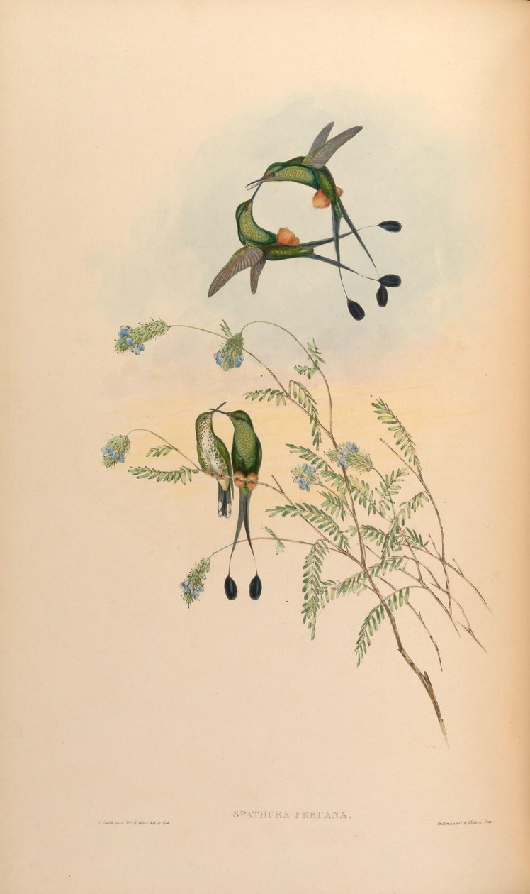 Spathura peruana = Ocreatus underwoodii peruanus af John Gould