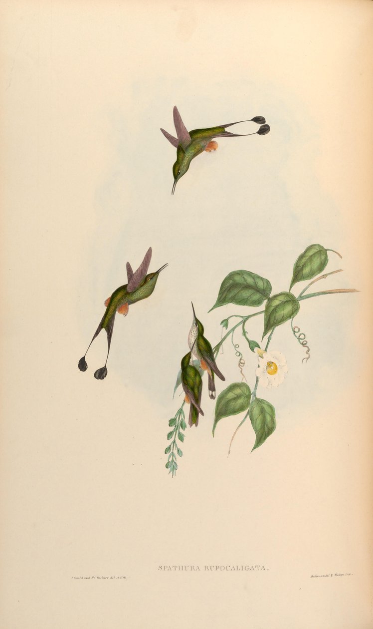 Spathura rufocaligata = Ocreatus underwoodii addae af John Gould