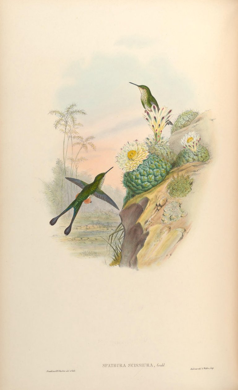 Spathura scissiura = Ocreatus underwoodii peruanus af John Gould