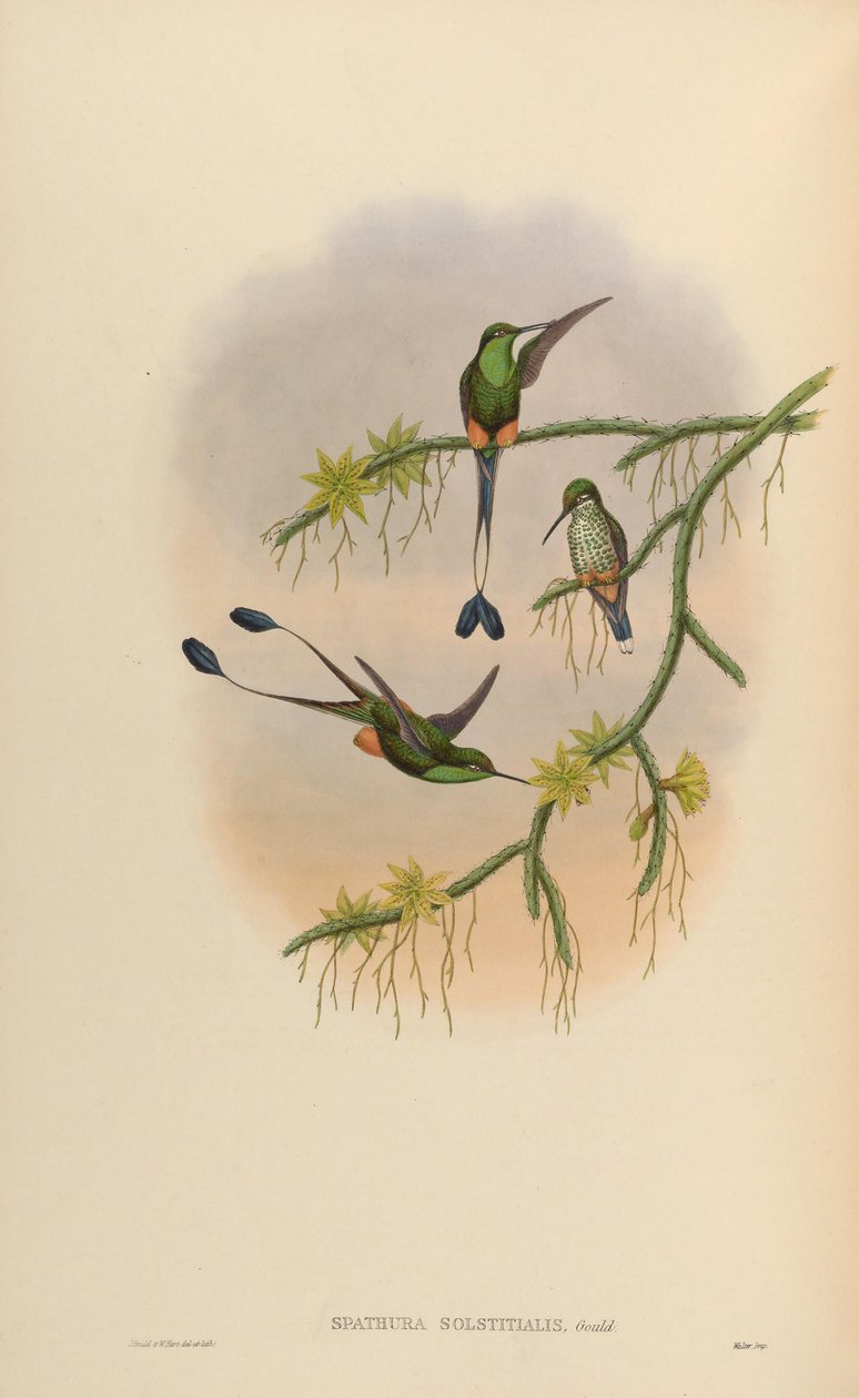 Spathura solstitialis = Ocreatus underwoodii af John Gould