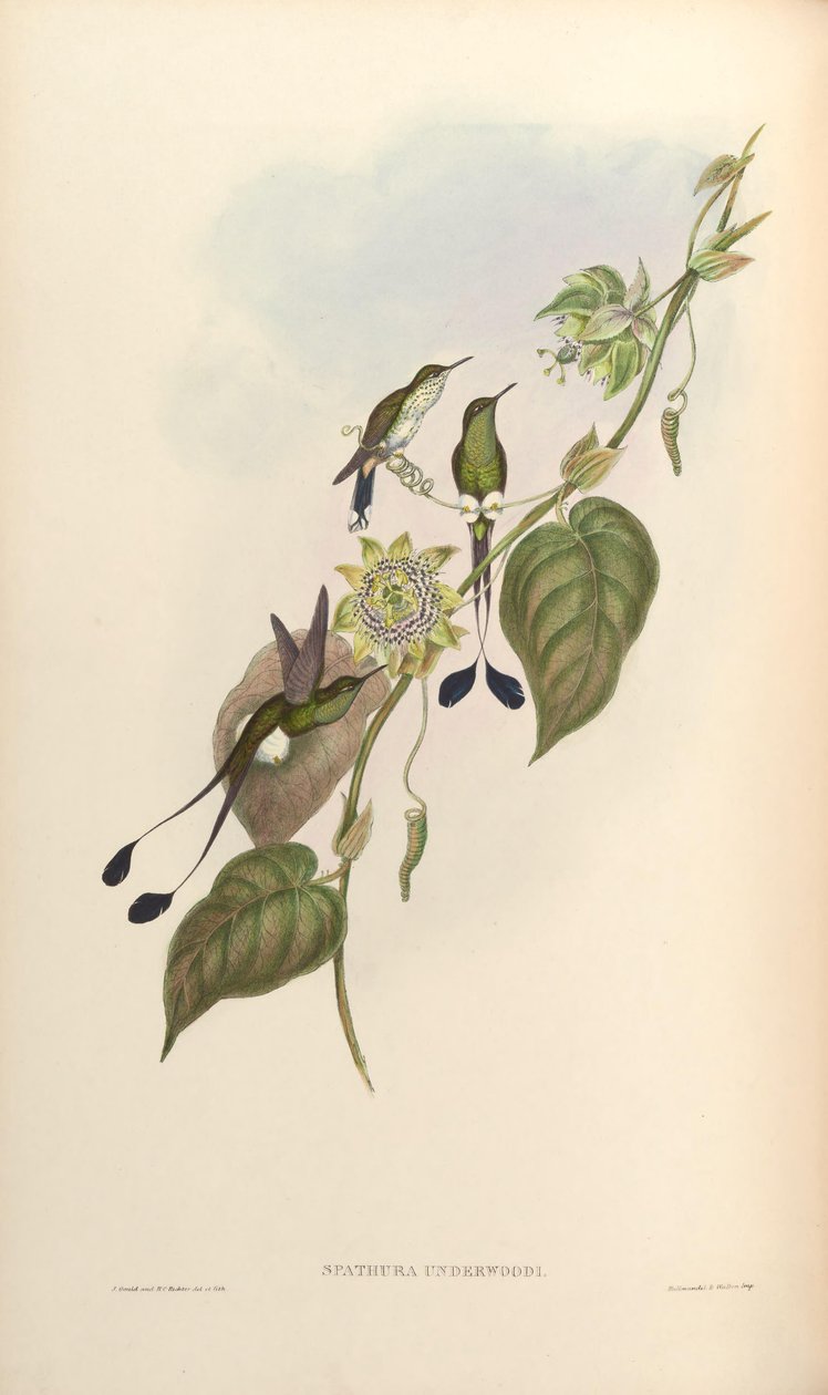 Spathura underwoodi = Ocreatus underwoodii melanantherus af John Gould