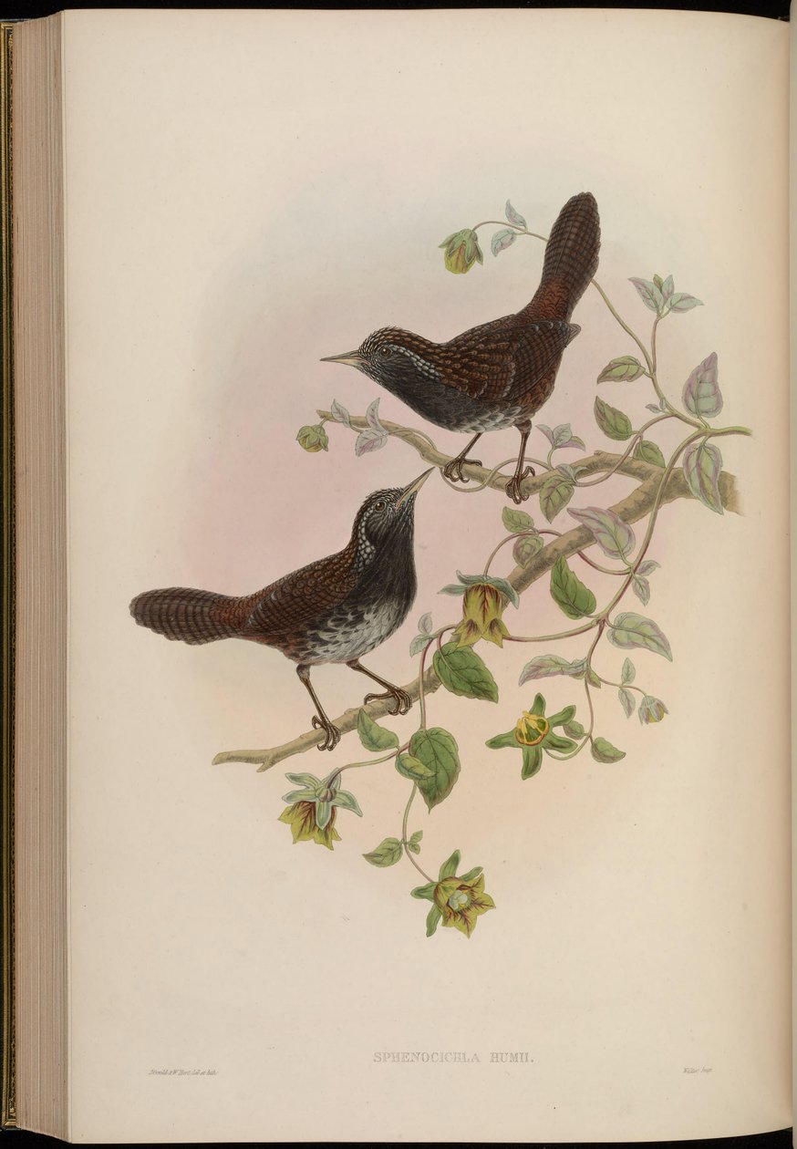 Sphenocichla humii af John Gould