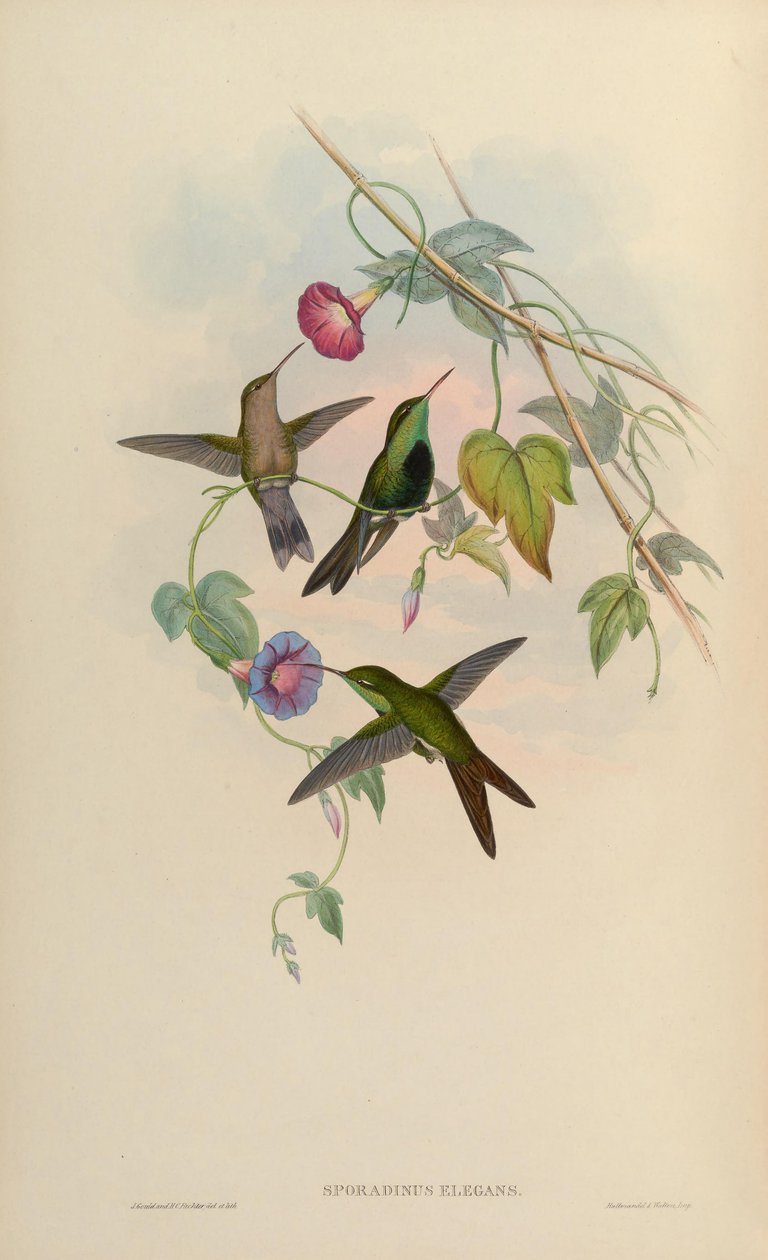 Sporadinus elegans = Chlorostilbon swainsonii af John Gould